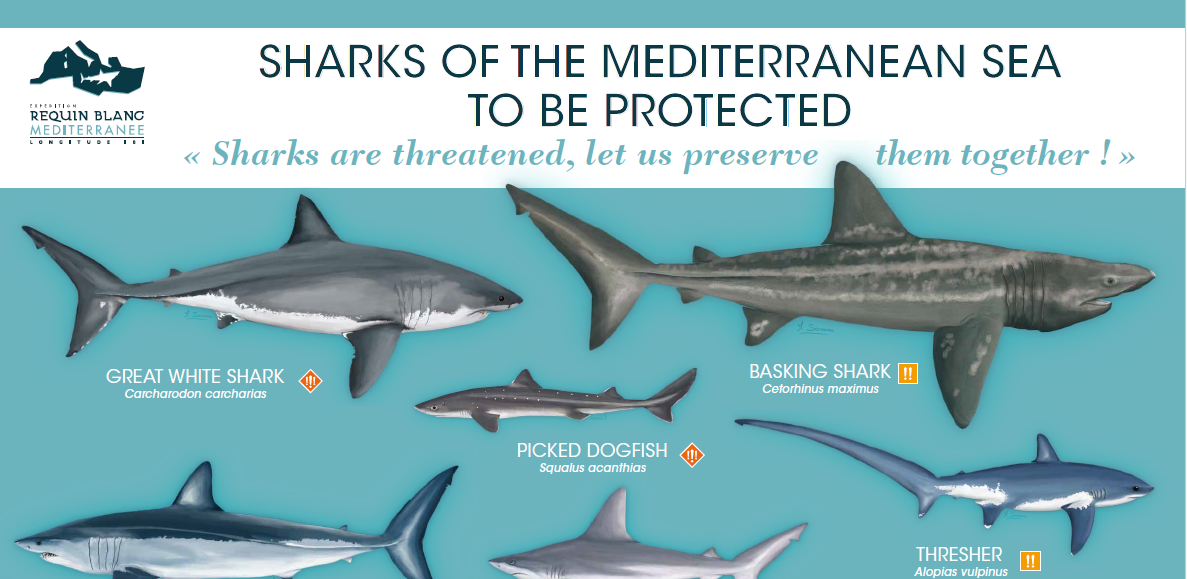 Le poster « Les requins de Méditerranée à Protéger » est disponible en 4 langues !