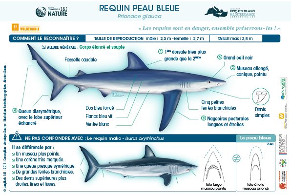 Un Requin A Proteger Le Requin Peau Bleue