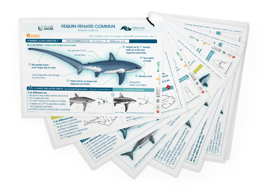 Fiches_requins_longitude_181 - Longitude 181