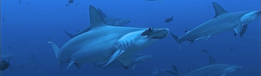 La viande de requin, produit d’appel pour les touristes à la Réunion !