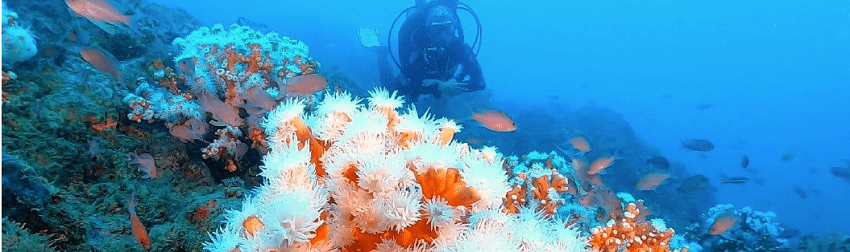 S.O.S. Corales by Coral Guardian : un projet de conservation marine participative en Méditerranée