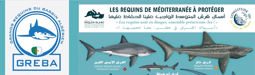 Requins en Algérie : le Ministère des pêches s’implique