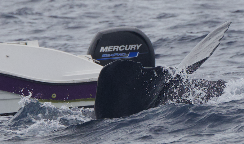whale watching illégal à l'île Maurice qui menace la survie des cachalots