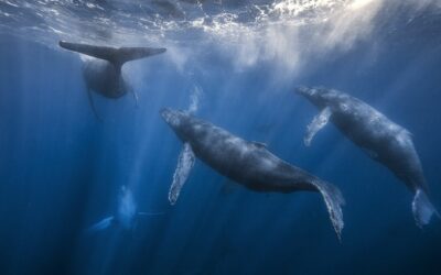 Paul Watson, emprisonné pour avoir sauvé des baleines