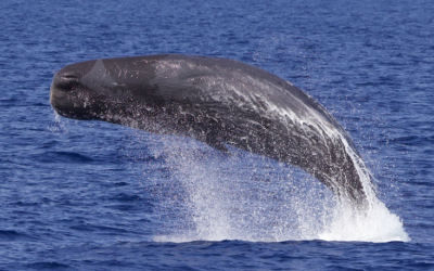 La mission cachalots WhaleWay-5 en Méditerranée sur le départ !