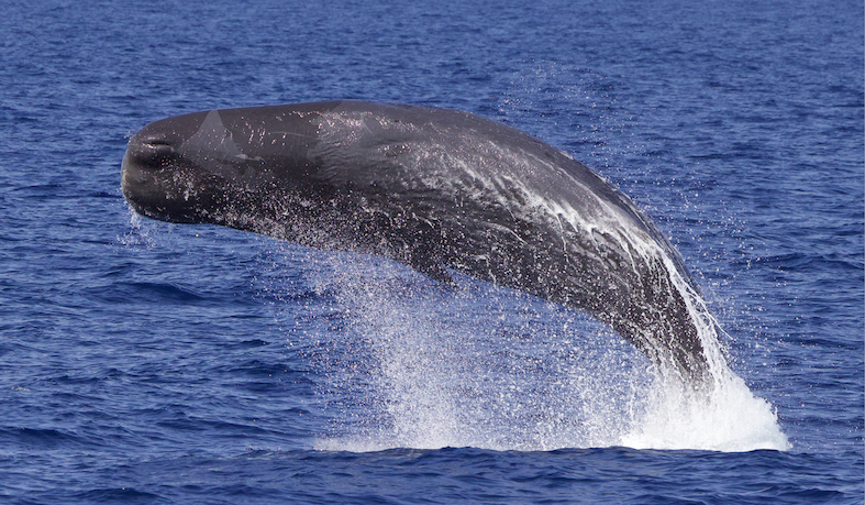 La mission cachalots WhaleWay-5 en Méditerranée sur le départ !