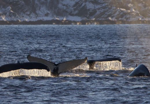 Paul Watson : 3 semaines de plus en prison