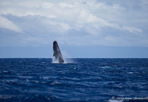 Faune Sauvage reprend la news cachalot de Longitude 181 - Cachalots Île Maurice -© Stéphane Granzotto