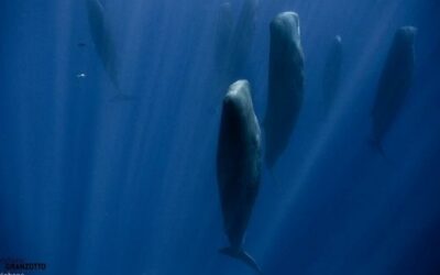 L’océan est un monde fragile : apprenons à le connaître !