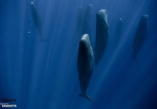 L’océan est un monde fragile apprenons à le connaître - Cachalots Île Maurice -© Stéphane Granzotto