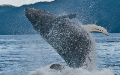 Paul Watson dernière minute