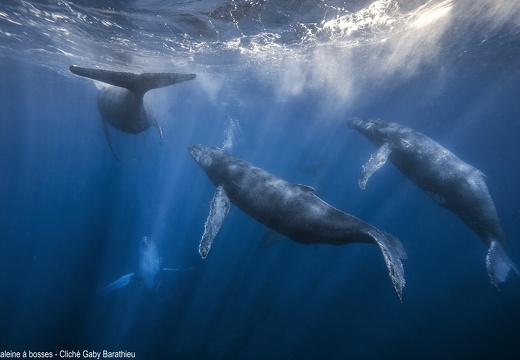 Baleine à bosses - © Gaby Barathieu